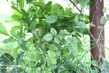 leaves in the garden