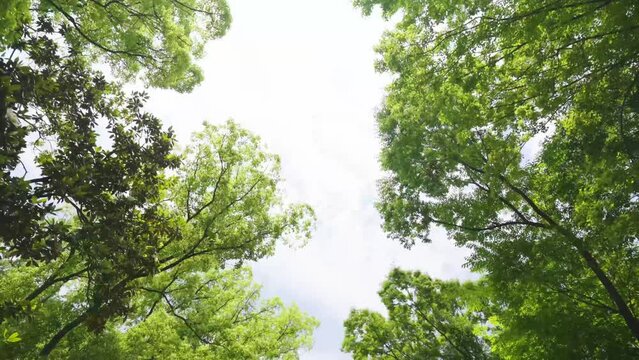桜新緑並木　あおり　