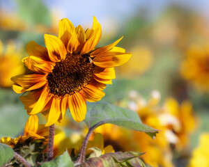 A sunflower in a sunflower field 