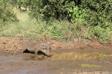 Warzenschwein / Warthog / Phacochoerus africanus