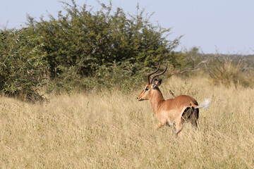 Schwarzfersenantilope / Impala / Aepyceros melampus