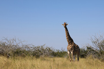Giraffe / Giraffe / Giraffa camelopardalis