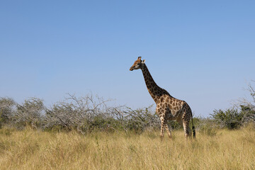 Giraffe / Giraffe / Giraffa camelopardalis