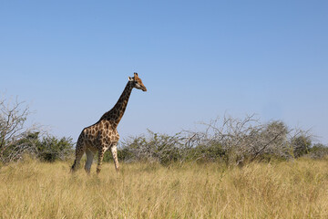 Giraffe / Giraffe / Giraffa camelopardalis