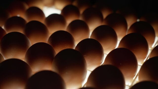 Organic Food Product Check. Close Up Of Chicken Eggs Candling With Bright Lights. Illuminated Organic Hen Eggs Candling. Organic Eggs Candling Process To Inspect Fertility. Farming. Agricultural Food