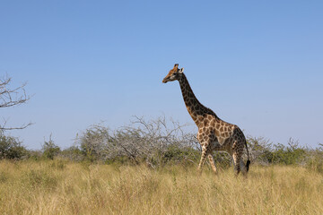 Giraffe / Giraffe / Giraffa camelopardalis