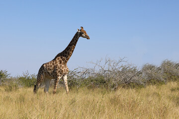 Giraffe / Giraffe / Giraffa camelopardalis