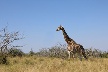 Giraffe / Giraffe / Giraffa camelopardalis