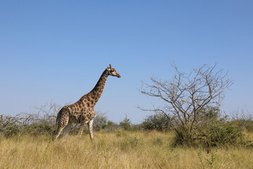 Giraffe / Giraffe / Giraffa camelopardalis