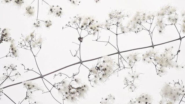 Bird in the snow among the silky flowers (Poecile montanus on clematis vitalba)