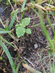 Nature. Morning dew.