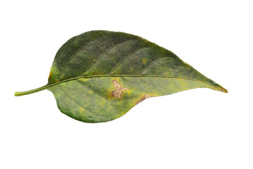 Isolated green leaf on a white background, showcasing the beauty of nature up close with detailed textures and vibrant green color