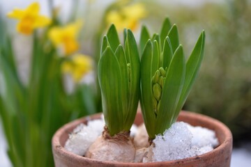 Hyacinth growing  in a flower pot  covered with snow and narcissus blooming background