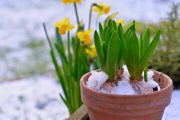 Hyacinth growing  in a flower pot  and narcissus covered with snow
