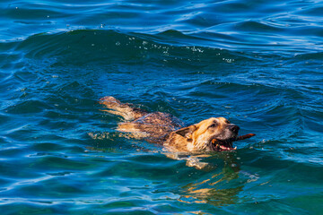 German shepherd swims in the water in the sea with a stick in his teeth. Croatia