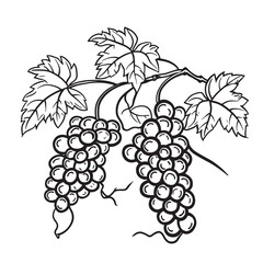 Obraz premium Simple line drawing illustration of a bunch of grapes on a vine