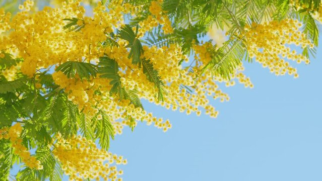 Branch With Yellow Mimosa Flowers Or Acacia Dealbata. Acacia Dealbata Tree With Gold Blossom. Close up.