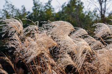 dry grass in the field
