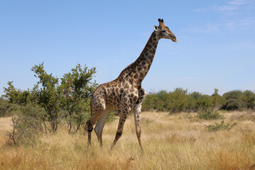 Giraffe / Giraffe / Giraffa camelopardalis