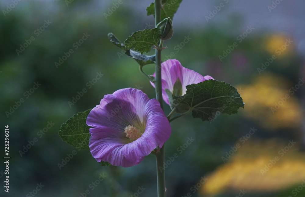 Wall mural Large bell flower