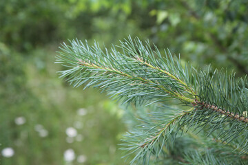 Christmas tree branch on a green background.