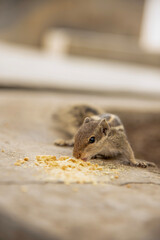 chipmunk on the roof,Squirrel holds food in both hands and eat close up photograph.