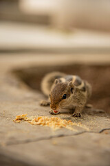 chipmunk on a rock,Squirrel holds food in both hands and eat close up photograph.