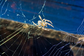 A white spider is hanging on a web thread on a colored background