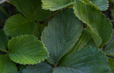 Strawberry leaves