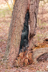 Burnt crown of a living tree