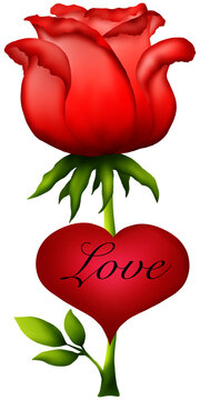 A blooming red rose represents love.

