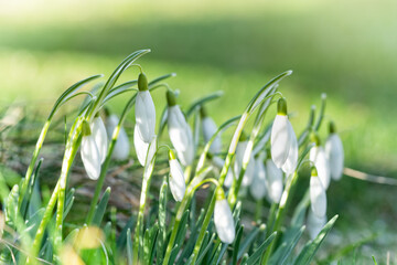 Spring snowdrops flower. Early spring close-up flowers.	 - 725301284