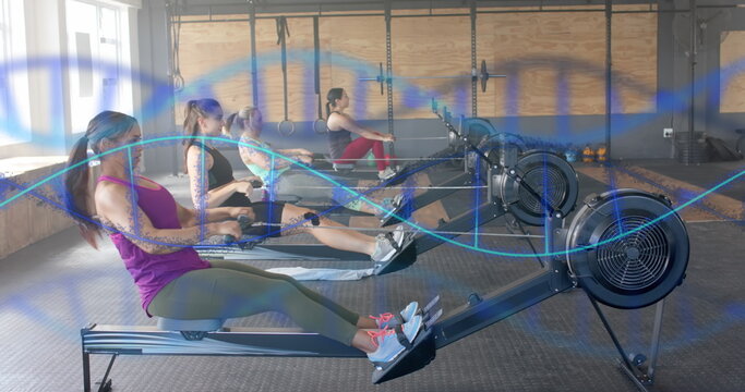 Image of dna strands over diverse women training on rowing machines at gym