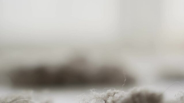 Blurred clump of house dust and hair In the center of the frame with free space for text. Dust mites  crawling on the house dust. Fresh air enters the room, bits of dust scattered on floor