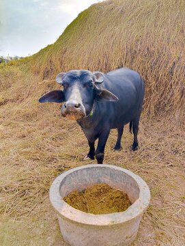 Buffalo black waterbuffalo Sindhi Kundhi-buffalo Indian banni kutchi Gujarati buffaloes milk breed dairy-buffalo domestic animal image stock photo 