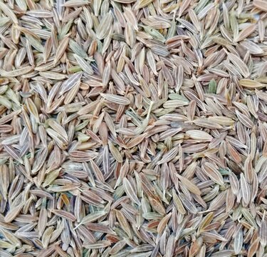 White cumin seeds comino seed Jeera sufaid zeera cuminwhite wholecumin grain cuminum cyminum spice food ingredient image stock photo 
