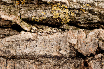 The bark of an old tree. Natural background