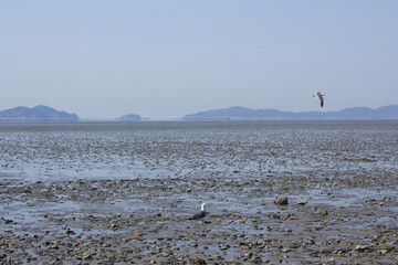Seagulls gathering on the sea