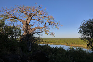 Afrikanischer Busch - Krügerpark - Pioneer Dam / African Bush - Kruger Park - Pioneer Dam /
