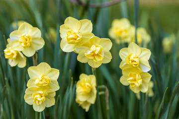 Naklejka na ściany i meble Narcissus Yellow Cheerfulness. Closeup of beautiful yellow double daffodils blooming in the Spring garden. 