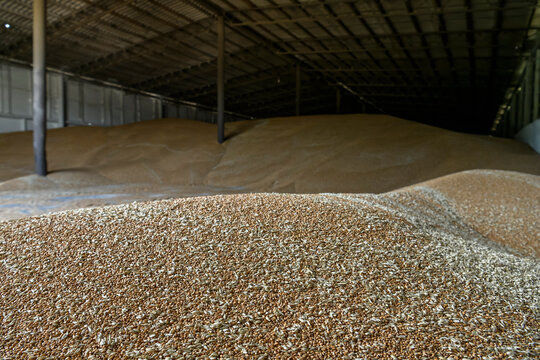 Wheat grains inside the storage of a farm in a village in the Kyiv region, Ukraine