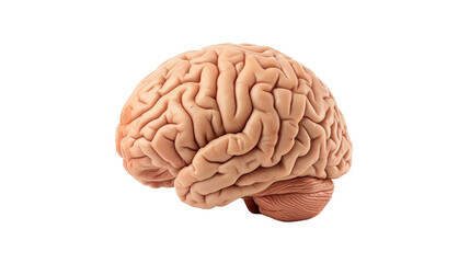 human brain organ on transparent background