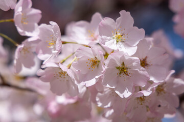 Pink cherry blossom, Sakura tree, in an outdoor park, on a beautiful spring day, with a blue sky, close up, macro shot