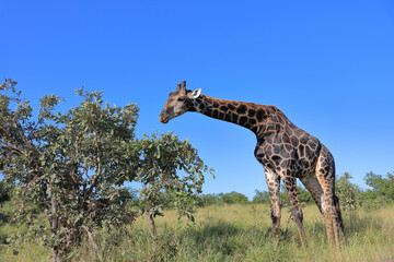 Giraffe / Giraffe / Giraffa camelopardalis