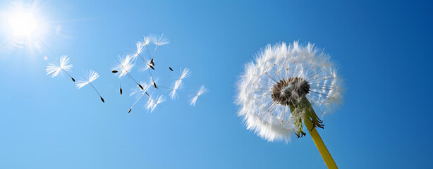 Close up of grown dandelion and flying seeds against blue sky on sunny day background. copy space. under view.