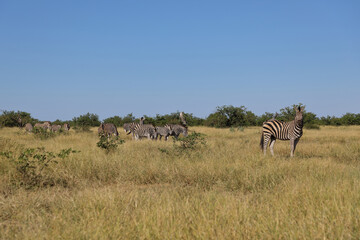 Steppenzebra / Burchell's zebra / Equus quagga burchellii