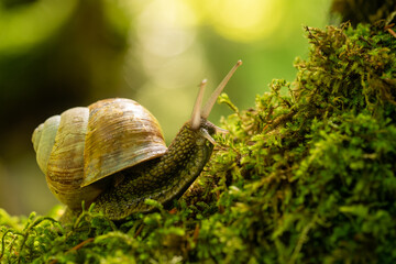 A slow grape snail crawls up the bark of a tree overgrown with moss.