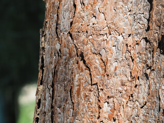 Pine tree texture in mountain forest, close-up shot for natural and environmental background.