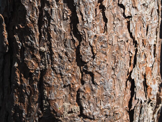 Pine tree texture in mountain forest, close-up shot for natural and environmental background.