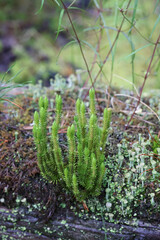 Northern firmoss, Huperzia selago, also known as fir clubmoss, wild plant from Finland